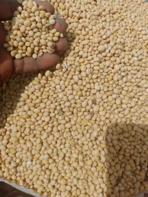 Soya Bean Product
