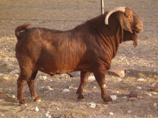 Kalahari goat standing in pasture