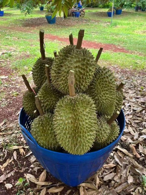 Durian Fruit
