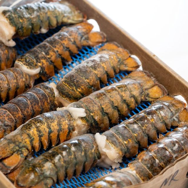 Freshly Frozen Lobster Tail