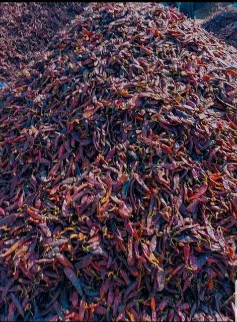 Dried red hot peppers bundle