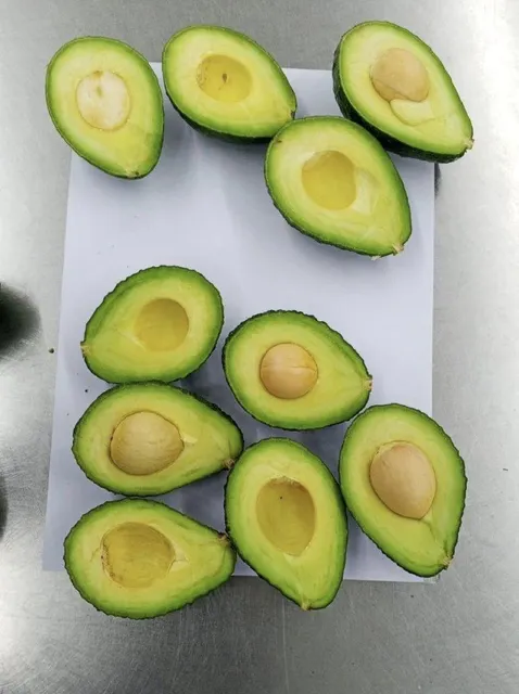 Fresh Hass Avocados on branch