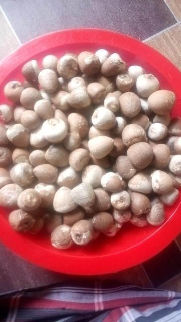Areca Nut Product Image 4