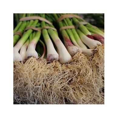 Organic Dehydrated Garlic Chopped