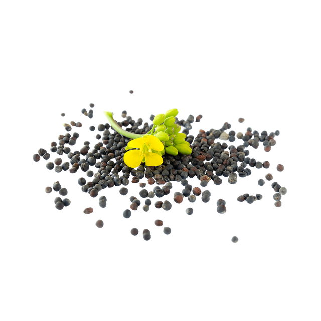 Canola Seeds Image 4
