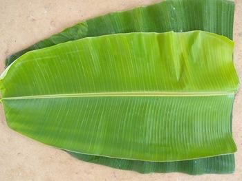 Banana Leaf Product 1