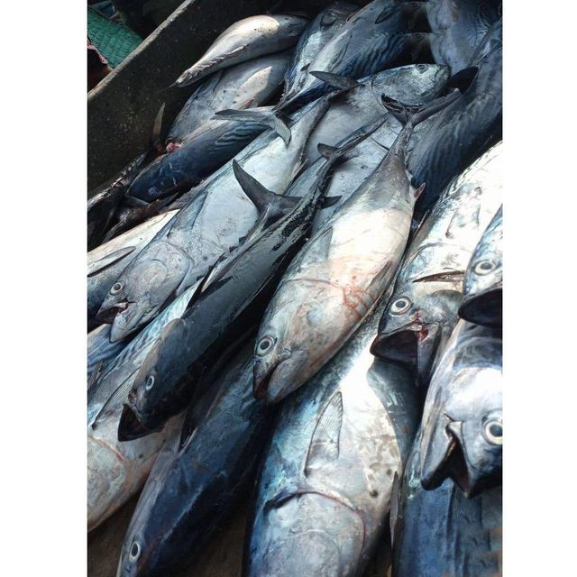 Fresh Tuna