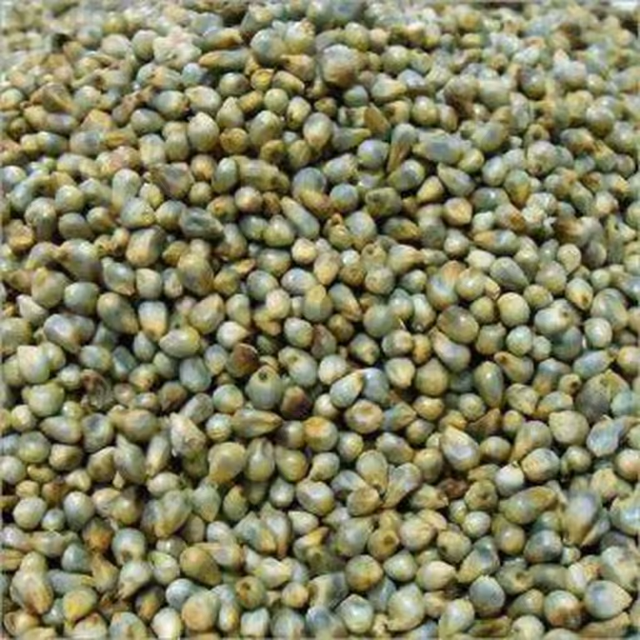 Pearl Millet in Packaging