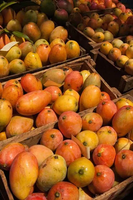 Basket filled with fresh mangoes