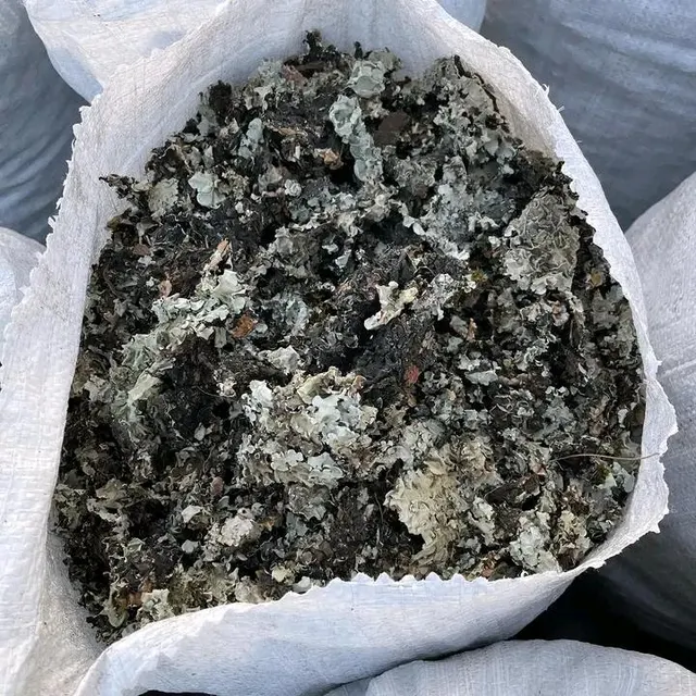 Black Stone Flower