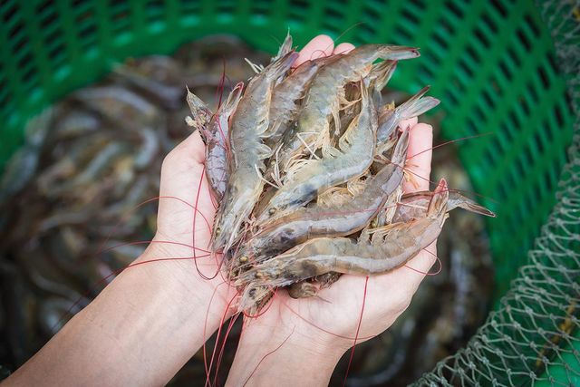 CamSeafood Product 5