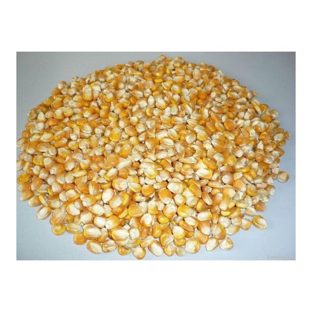 Yellow corn in warehouse setting