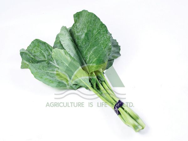 EL-007 Chinese Kale Product