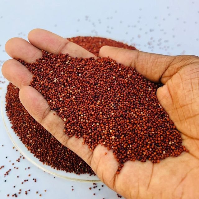 Premium Finger Millet - High Quality Ragi Grain