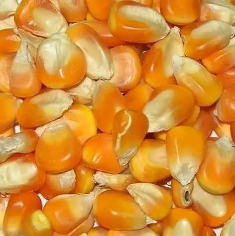 Maize Products