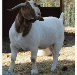 Boer Goat