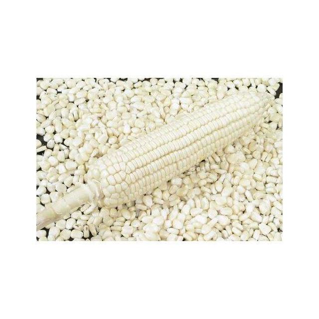 White Maize Image 2