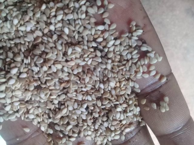 Sesame Seed Product 1