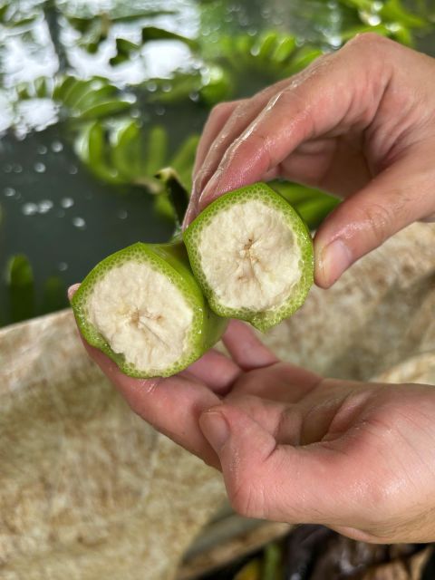 Fresh Vietnamese bananas on farm
