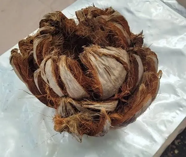 Stacked Coconut Husks