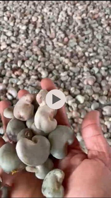 Fresh cashew nuts in a natural packaging