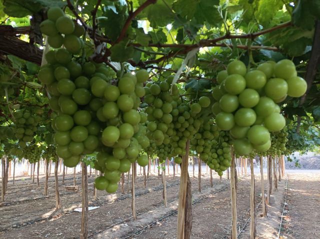 Green Grapes