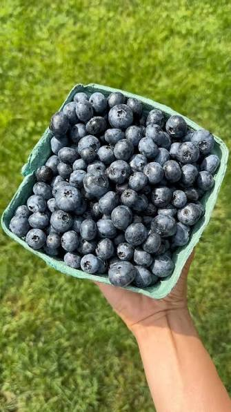 Fresh Blueberries - Image 2