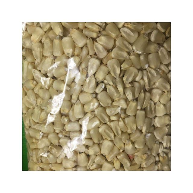 Maize Corn for Animal Feed Supplier