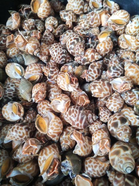 Frozen Sea Snails