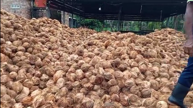 Semi Husked Coconut in Packaging