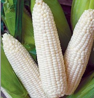 Maize Feed for Animals
