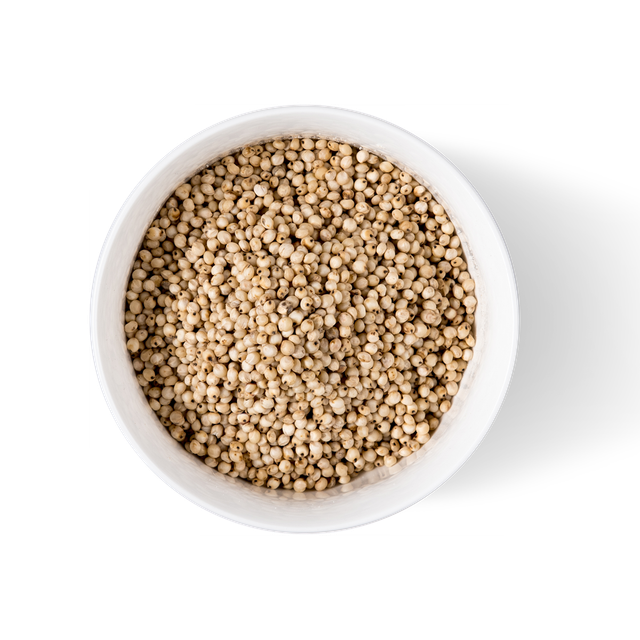 Sorghum Grain in Container