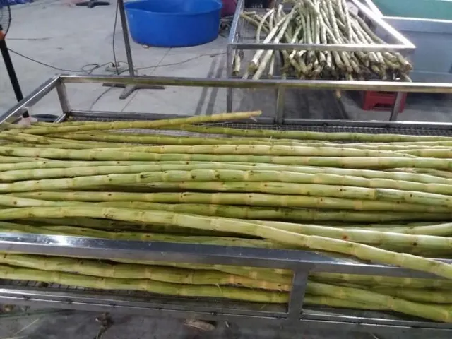 Frozen sugarcane pieces in neatly stacked trays