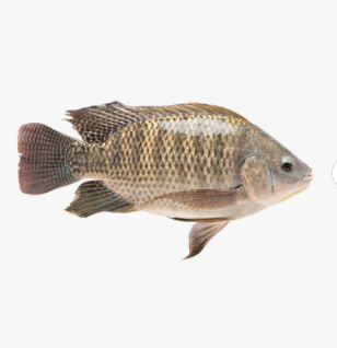 Frozen Tilapia Fish