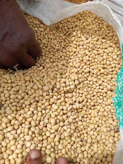 Soybean Product Image