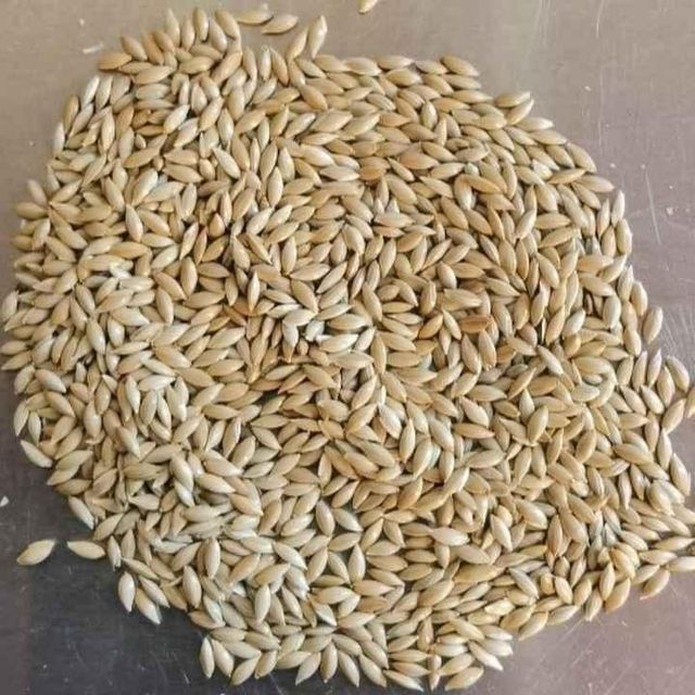 Canary Seeds for Pet Food Production