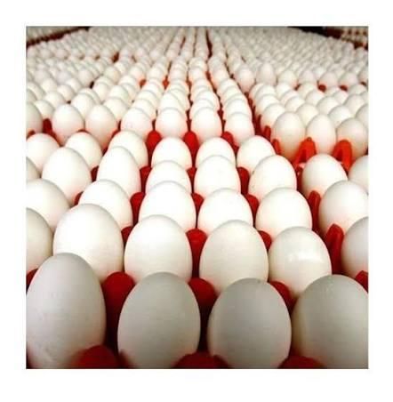 Fresh white chicken eggs stacked neatly