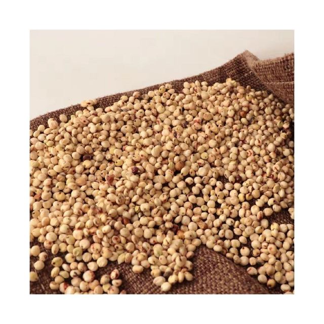 Sorghum Grains Image 2