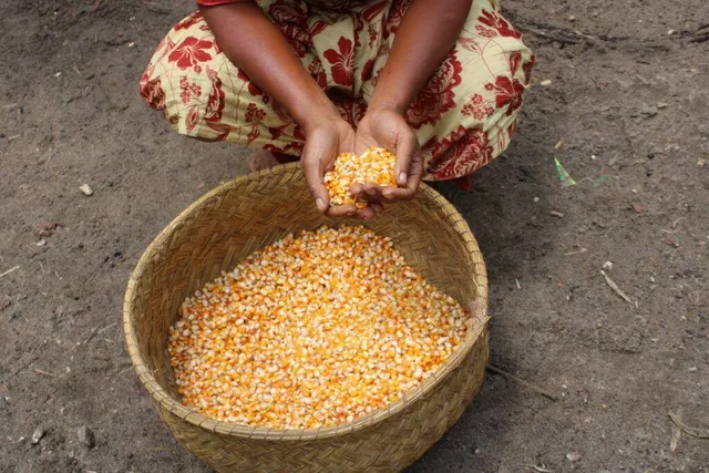 Close-up of yellow corn kernels