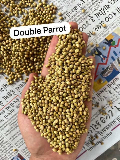Coriander Seeds Close-up