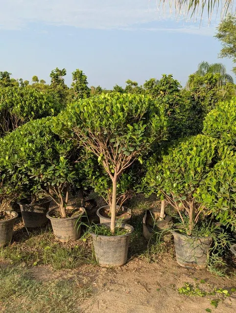 Ficus plant in decorative container with football shape