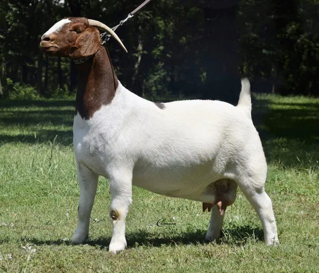 Healthy Boer goats grazing outdoors