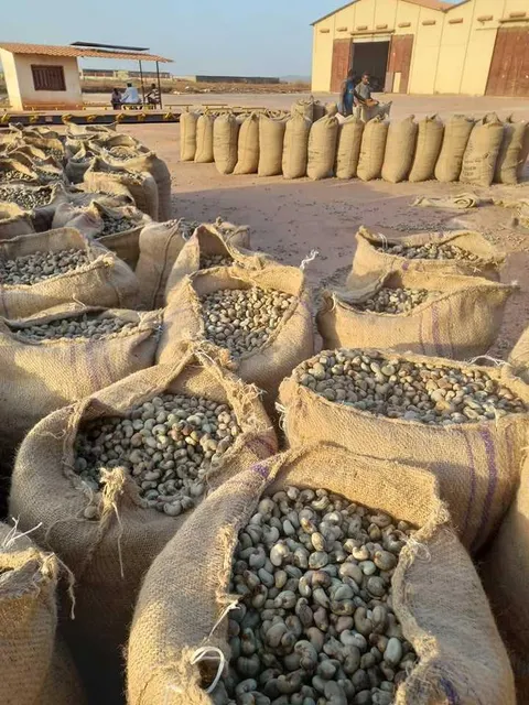 Cashew Products