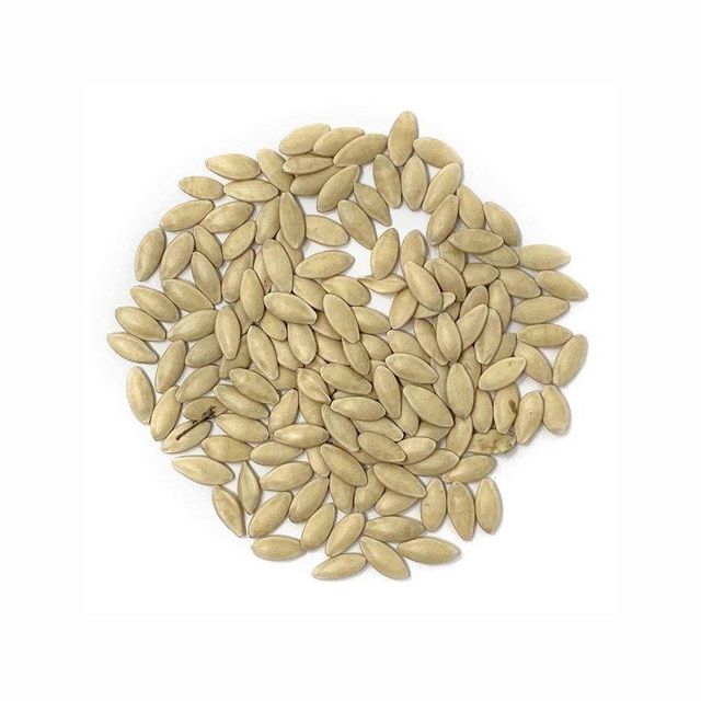 Cucumber Seeds Image 3