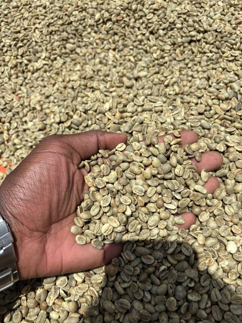 Arabica Green Coffee Beans