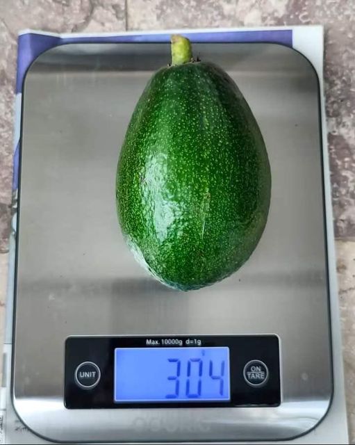Fresh Hass Avocado
