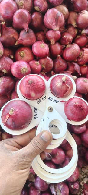 Fresh Red Onion