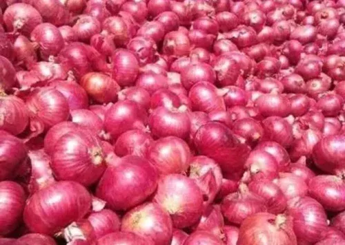 Fresh Red Onion 45mm+