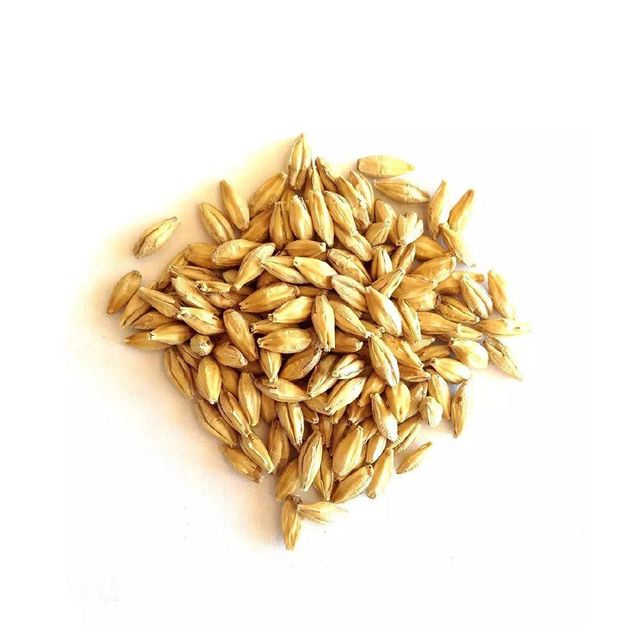 Barley Grain Close-up