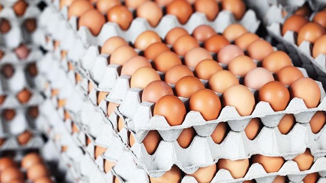 Brown Hatching Egg
